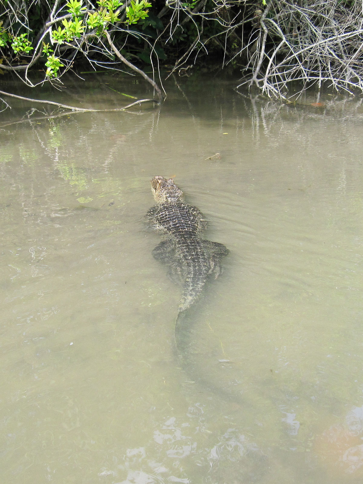 08 02 Homestead 012 IMG 3287