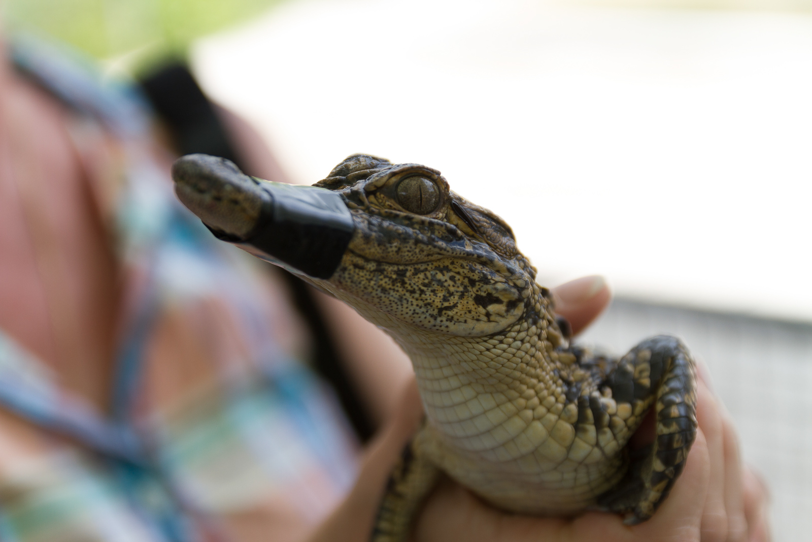 17 02 Homestead 024 IMG 5919